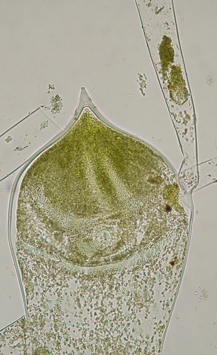 Codium fragile tomentosoides Codium fragile tomentosoides
