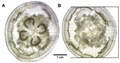 Scyphozoa (jelly fish)