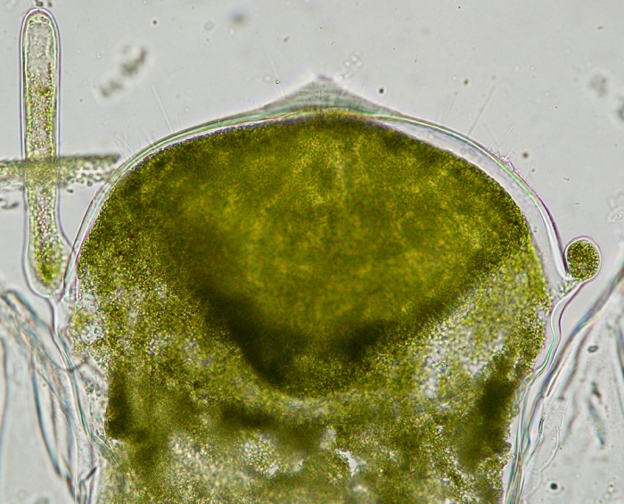 Codium fragile tomentosoides Codium fragile tomentosoides
