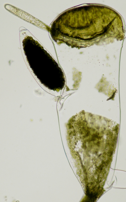 Codium fragile tomentosoides Codium fragile tomentosoides