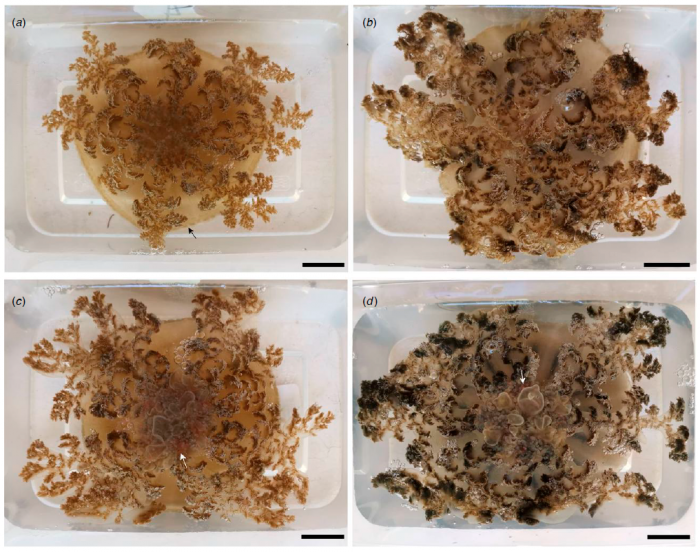 colour variation in C. culionensis