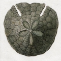 Sculpsitechinus auritus (Savigny)