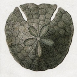 Sculpsitechinus auritus (Savigny)