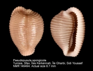 Pseudopusula spongicola