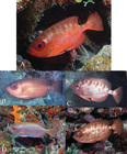 Heteropriacanthus cruentatus (Lacepe, 1801)