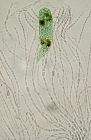 Codiolum petrocelidis