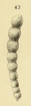 Nodosaria plicosuturata Dervieux, 1894