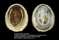 Problacmaea moskalevi