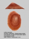 Lottia luchuana