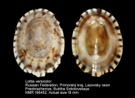 Lottia versicolor