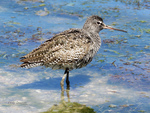 Spotted redshank (Tringa erythropus)