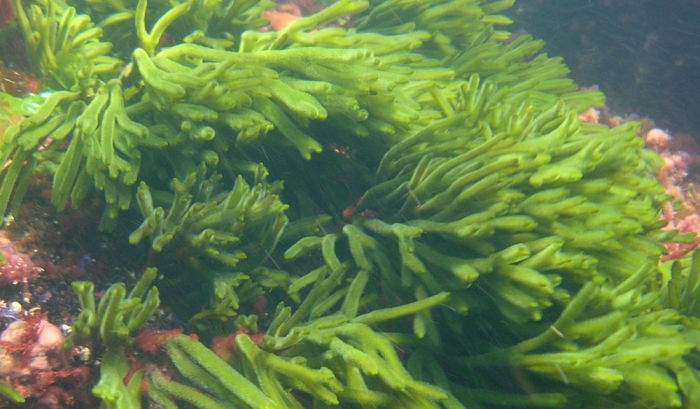 Codium tomentosum