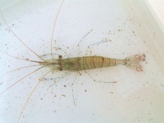 gezaagde steurgarnaal Palaemon serratus gezaagde steurgarnaal Palaemon serratus