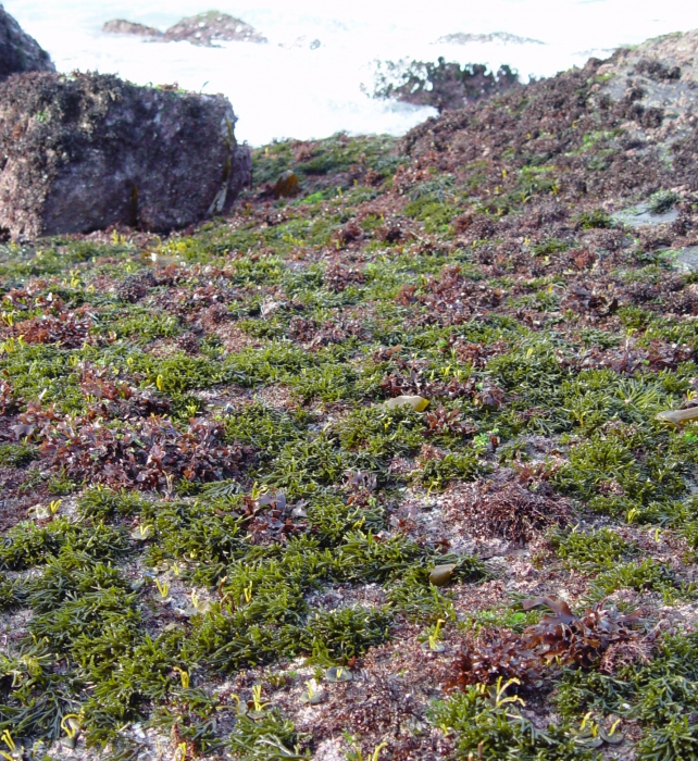 Codium tomentosum