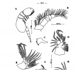 Notodelphys echinata