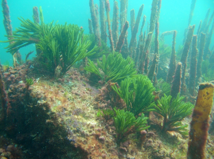 Codium tomentosum