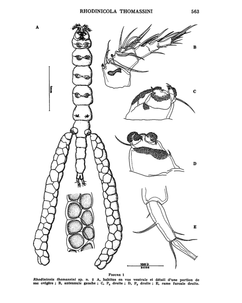 RHODINICOLA THOMASSINI