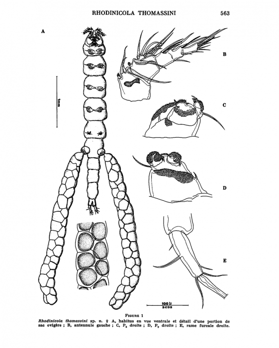 RHODINICOLA THOMASSINI