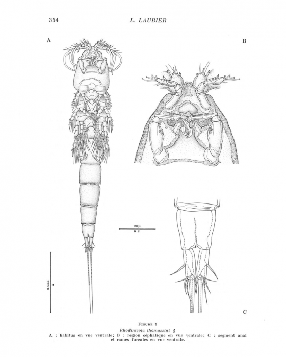 RHODINICOLA THOMASSINI male