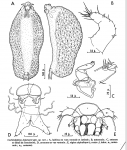 Cochlodelphys delamarei 