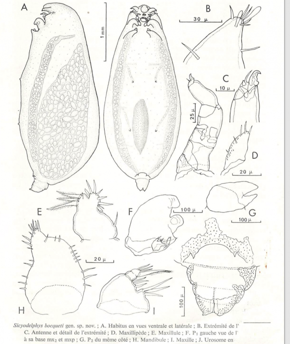 Sicyodelphys bocqueti 