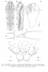 Anoplodelphys corneci