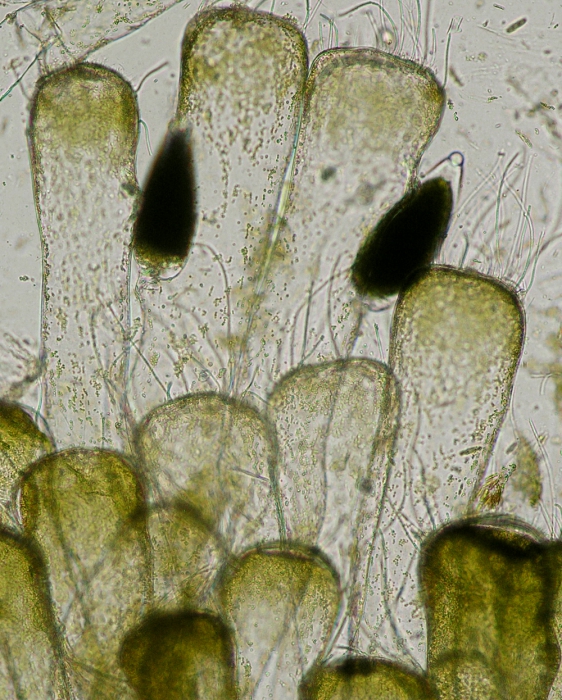 Codium tomentosum Codium tomentosum