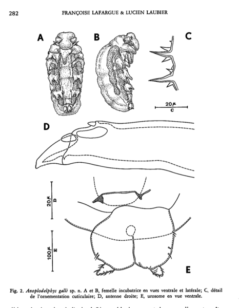 Anoplodelphys galli 
