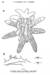 Achelidelphys chengae 