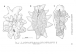 Achelidelphys steinitzi 