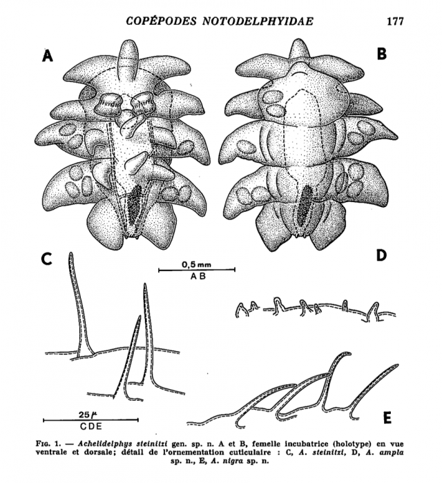 Achelidelphys steinitzi 