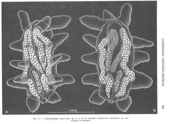 Achelidelphys nigra