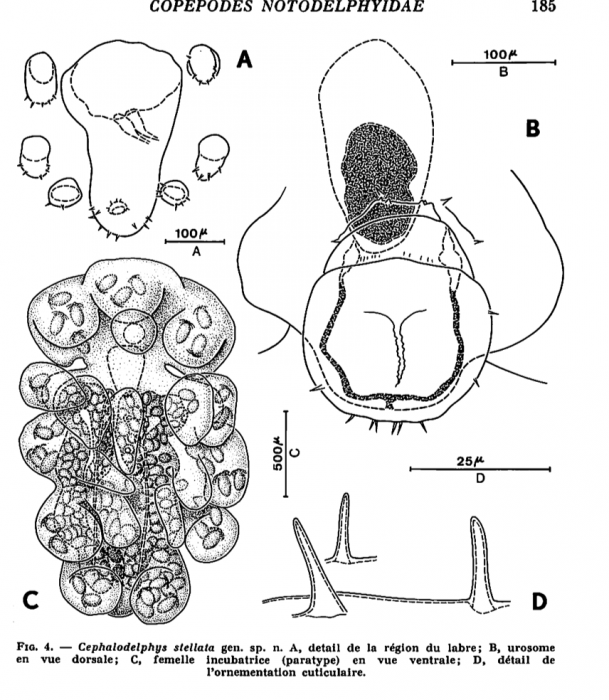 Cephalodelphys stellata