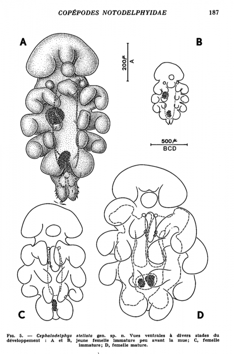 Cephalodelphys stellata