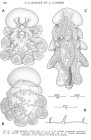 Cephalodelphys stellata