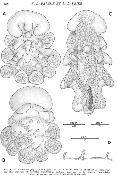 Cephalodelphys stellata