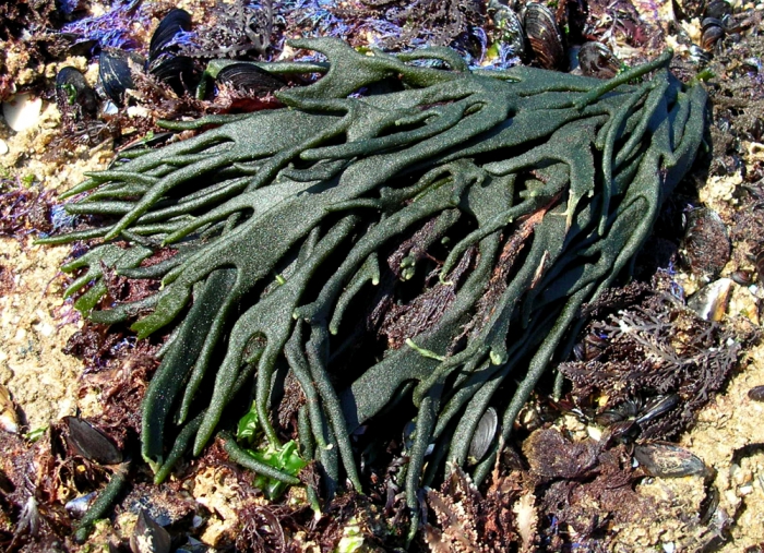 Codium tomentosum var. mucronatum