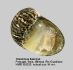Theodoxus baeticus
