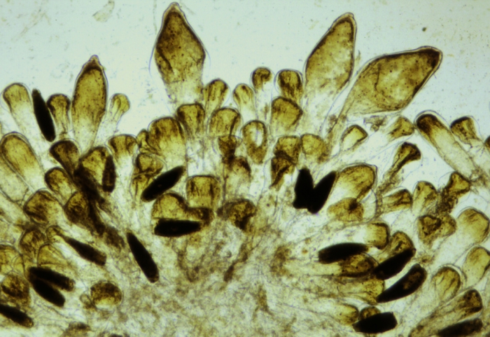 Codium tomentosum var. mucronatum Codium tomentosum var. mucronatum