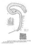 Apenodraconema chlidosis Allen & Noffsinger, 1978