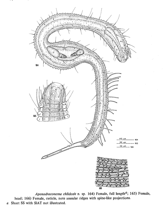 Apenodraconema chlidosis Allen & Noffsinger, 1978