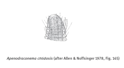Apenodraconema Allen & Noffsinger, 1978