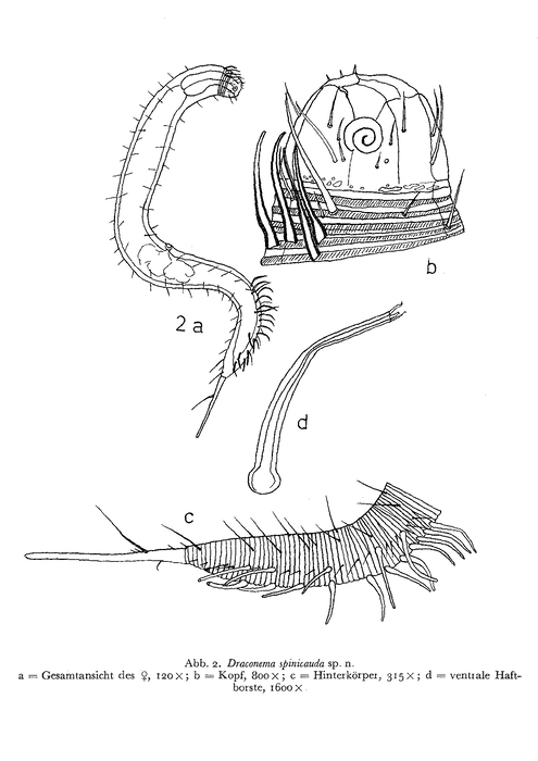 Apenodraconema spinicaudum (Gerlach, 1958)