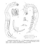 Bathychaetosoma uchidai (Kito, 1983) Decraemer, Gourbault & Backeljau, 1997 