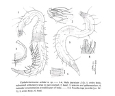 Bathychaetosoma uchidai (Kito, 1983) Decraemer, Gourbault & Backeljau, 1997 
