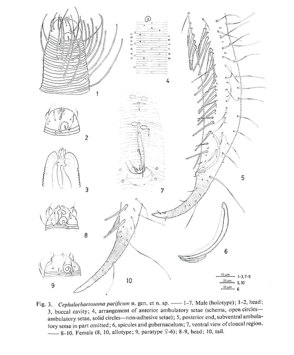 Cephalochaetosoma pacificum Kito, 1983