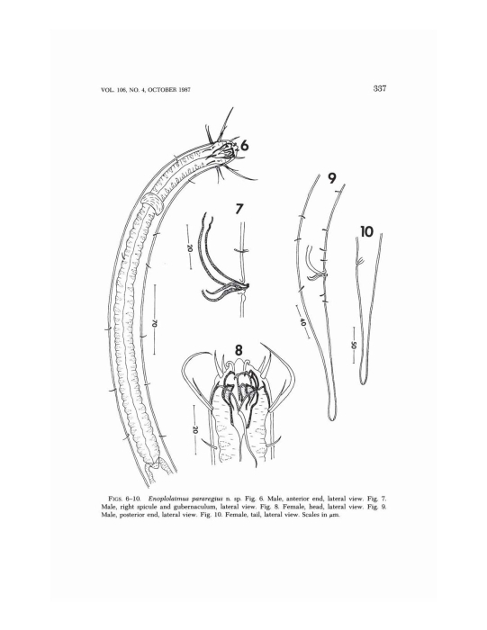 Enoplolaimus pararegius Enoplolaimus pararegius