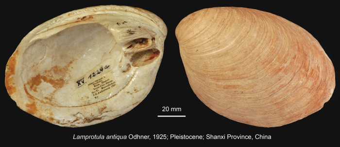 Lamprotula antiqua Odhner, 1925