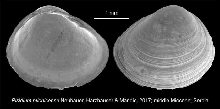 Pisidium mionicense Neubauer, Harzhauser & Mandic, 2017 Pisidium mionicense Neubauer, Harzhauser & Mandic, 2017