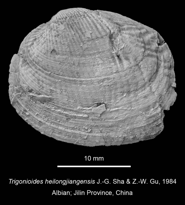 Trigonioides heilongjiangensis J.-G. Sha & Z.-W. Gu, 1984 Trigonioides heilongjiangensis J.-G. Sha & Z.-W. Gu, 1984